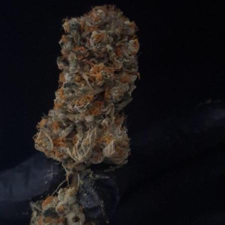 Sweetopia - Paradise Seeds