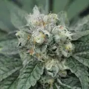 Sweetopia - Paradise Seeds