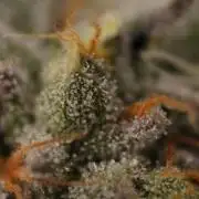 Sweetopia - Paradise Seeds