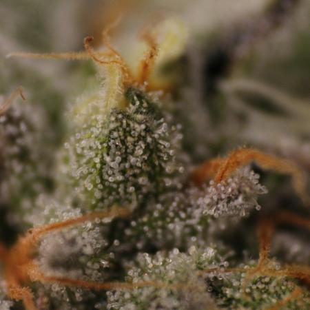 Sweetopia - Paradise Seeds