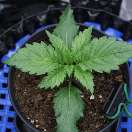 Durga Mata II CBD - 1:1 - Paradise Seeds