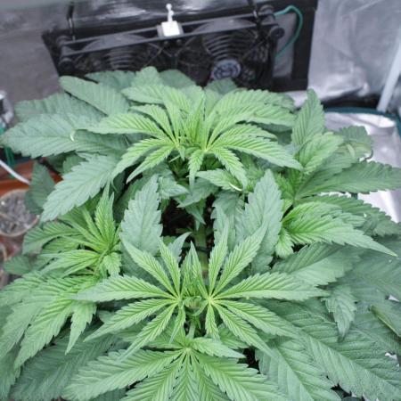 Sweetopia - Paradise Seeds