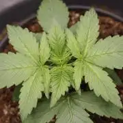 AK47 - Serious Seeds - Fem