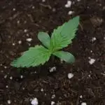 Durga Mata II CBD - 1:1 - Paradise Seeds