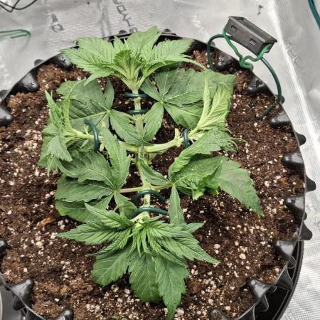 Durga Mata II CBD - 1:1 - Paradise Seeds
