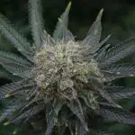 Whiteberry - Paradise Seeds - First Fem