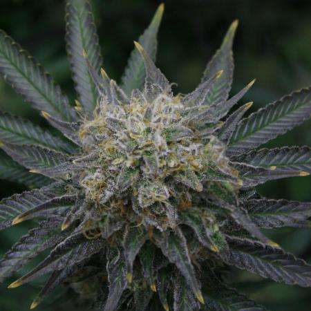Whiteberry - Paradise Seeds - First Fem