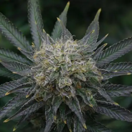 Whiteberry - Paradise Seeds - First Fem