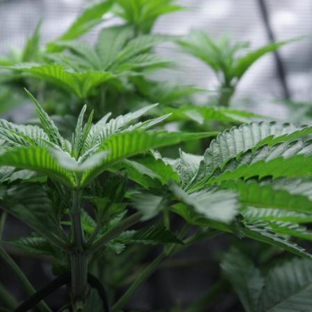 Whiteberry - Paradise Seeds - First Fem