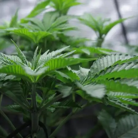 Whiteberry - Paradise Seeds - First Fem