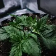 Durga Mata II CBD - 1:1 - Paradise Seeds