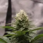 Whiteberry - Paradise Seeds - First Fem