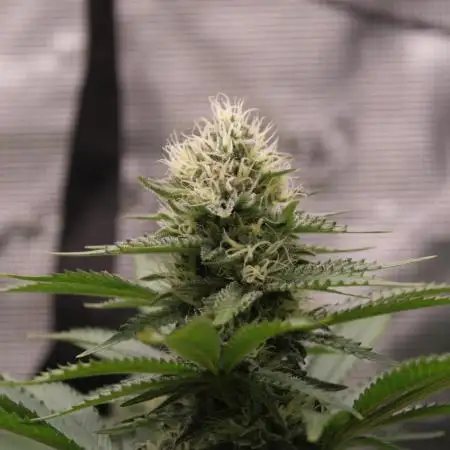Whiteberry - Paradise Seeds - First Fem