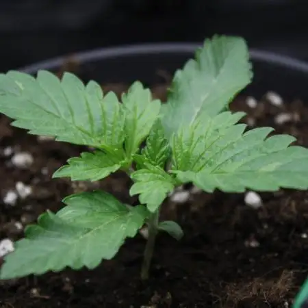 Whiteberry - Paradise Seeds - First Fem