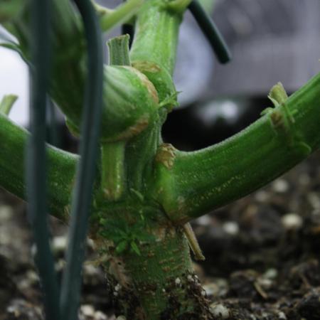 Durga Mata II CBD - 1:1 - Paradise Seeds