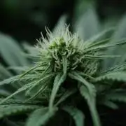 Durga Mata II CBD - 1:1 - Paradise Seeds