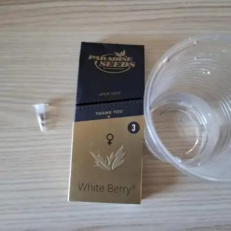Whiteberry - Paradise Seeds - First Fem