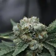Sweetopia - Paradise Seeds
