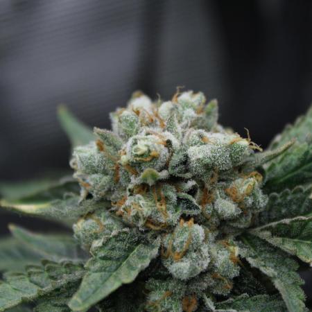 Sweetopia - Paradise Seeds