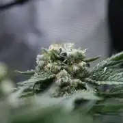 Sweetopia - Paradise Seeds