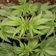 AK47 - Serious Seeds - Fem