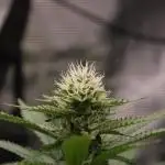 Whiteberry - Paradise Seeds - First Fem
