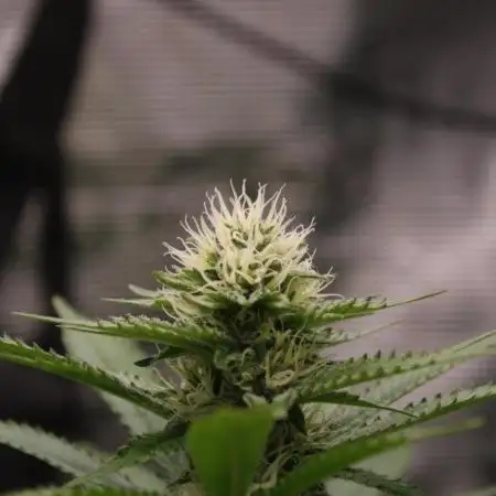 Whiteberry - Paradise Seeds - First Fem