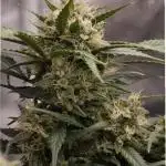 Super Boof - Purple Haze - FastBuds