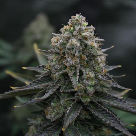 Whiteberry - Paradise Seeds - First Fem