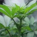 Whiteberry - Paradise Seeds - First Fem