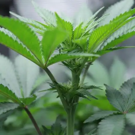 Whiteberry - Paradise Seeds - First Fem