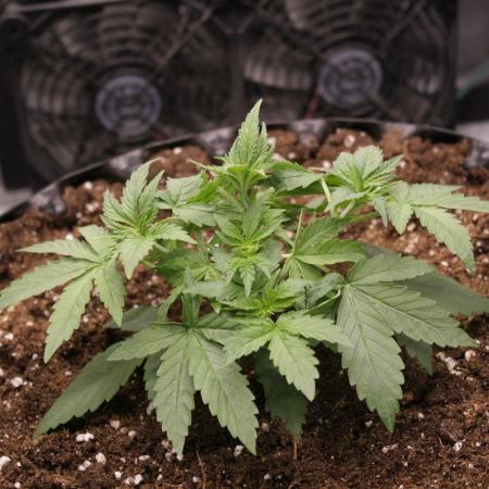 AK47 - Serious Seeds - Fem