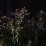 Whiteberry - Paradise Seeds - First Fem