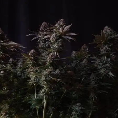 Whiteberry - Paradise Seeds - First Fem