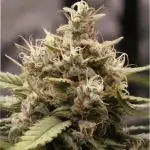Super Boof - Purple Haze - FastBuds
