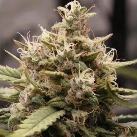 Super Boof - Purple Haze - FastBuds
