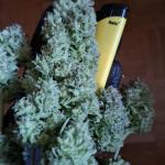 Blueberry Auto - Afghan Kush Auto - FastBuds