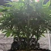 Durga Mata II CBD - 1:1 - Paradise Seeds