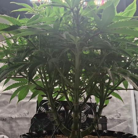 Durga Mata II CBD - 1:1 - Paradise Seeds