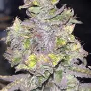 Clones- Friezas Laser #66,GlitterBomb,WW