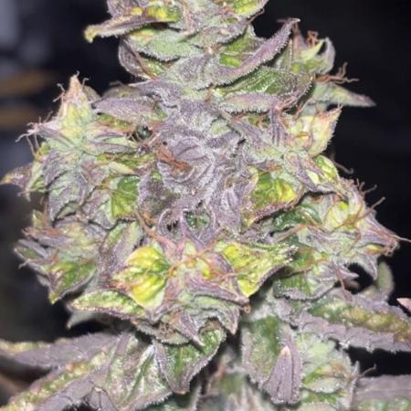 Clones- Friezas Laser #66,GlitterBomb,WW