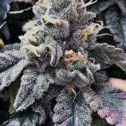 Clones- Friezas Laser #66,GlitterBomb,WW