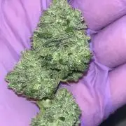 Clones Run I Gogurtz, LSD,(GSC) I Indoor