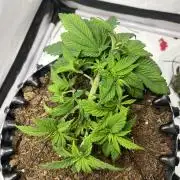 2. Run of RS11 I Indoor I LST I 2x2 Tent