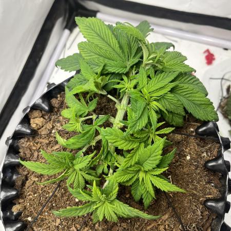 2. Run of RS11 I Indoor I LST I 2x2 Tent