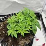 2. Run of RS11 I Indoor I LST I 2x2 Tent