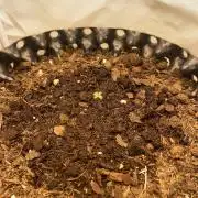 2. Run of RS11 I Indoor I LST