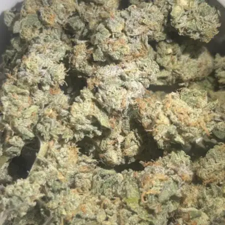 Freizas Laser #66 Harvest Report