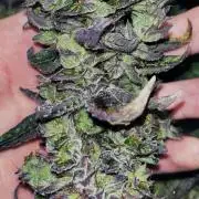 Clones- Friezas Laser #66,GlitterBomb,WW