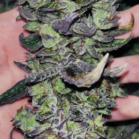 Clones- Friezas Laser #66,GlitterBomb,WW